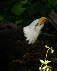 An American bald eagle in the shadows of a forest.
