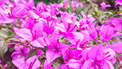 bunch of blooming bougainvillea flowers, vibrant pink color floral background, taken in shallow depth of field
