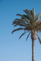 Obraz na płótnie Canvas One beautiful palm tree with blue skies in the background