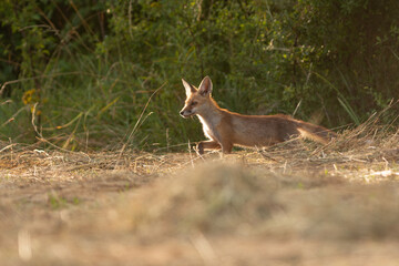 renard 