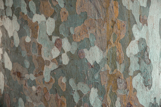 Close-up of the bark of a sycamore tree (platan) in the Ciutadella Park in Barcelona, Spain.