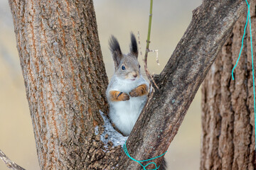 squirrel on a tree in the park