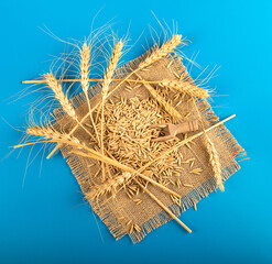 Wheat grains on a blue background. View from above. Ukraine. Flag of Ukraine
