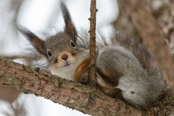 Naklejka na ściany i meble squirrel on a tree in the park