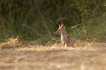 renard 