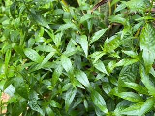 green leaves in the garden