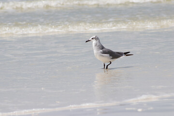 Fototapeta premium Bird walking on beach