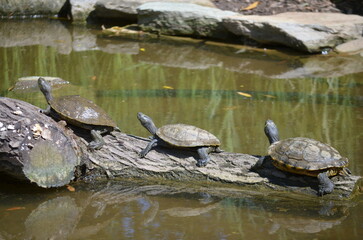Schildkröten