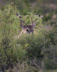 Whitetail Hiding