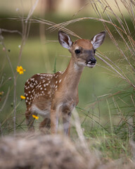 Cute Fawn