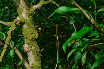 gnarled branches and roots of an upturned tree