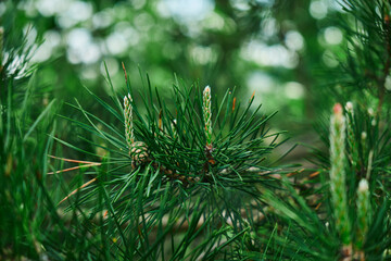 Spruce branch with fresh juicy sprouts pine cone and needles