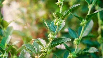 Ashwagandha known as Withania somnifera plant growing. Indian powerful herbs, poison gooseberry, or winter cherry. Ashwagandha is herb benefits for weight loss, healthcare and reduce stress - obrazy, fototapety, plakaty