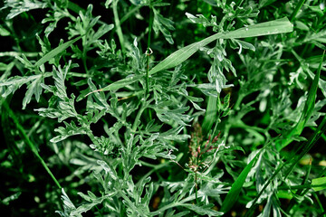 Natural background of green grass leaves outdor