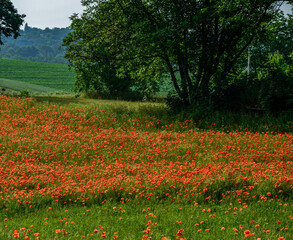 Blooming red poppy in a wheat field - Papaver rhoeas .