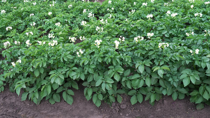 Fototapeta na wymiar flowering potato bushes in the garden
