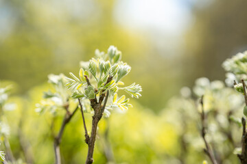 Natural background with spring green leaves on a tree. Green natural background