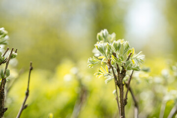 Natural background with spring green leaves on a tree. Green natural background
