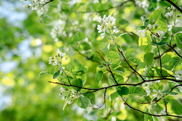 Natural background with spring green leaves on a tree. Green natural background