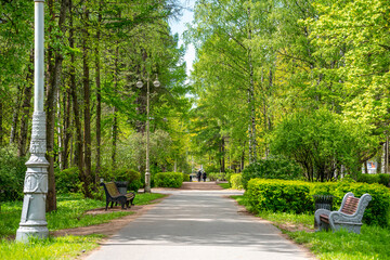 Summer green park with a bench