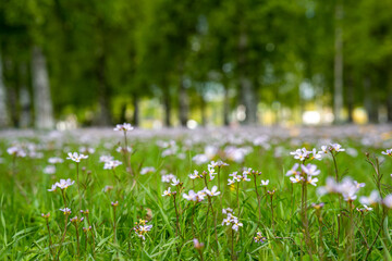 Summer park with a field of white flowers