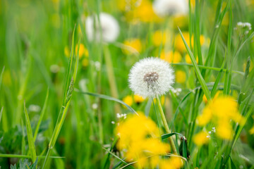 Yellow dandelions in the green grass in summer