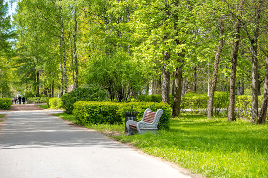 Summer green park with a bench