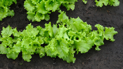 green lettuce leaves in the garden