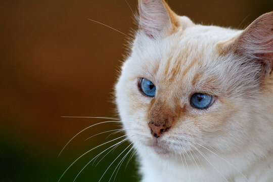 White Squint Cat with freckles and a beautiful blue eyes and white and brown hairs looking at a bird in the garden. 