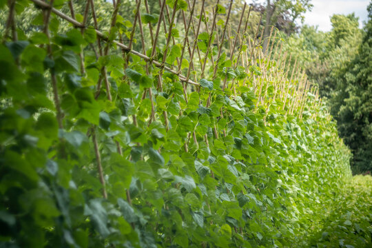 Closeup of row of beanstalks growing cultivated the garden