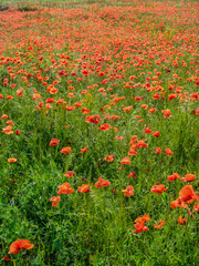 Blooming red poppy in a wheat field - Papaver rhoeas .