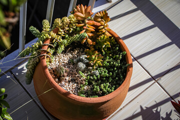 Arrangement of succulent plants and cactus in a big clay pot with blurried background illuminated...