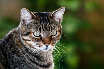 Naklejka na ściany i meble Tabby cat posing for the camera with green eyes and blurried background. A young brazilian short hair cat