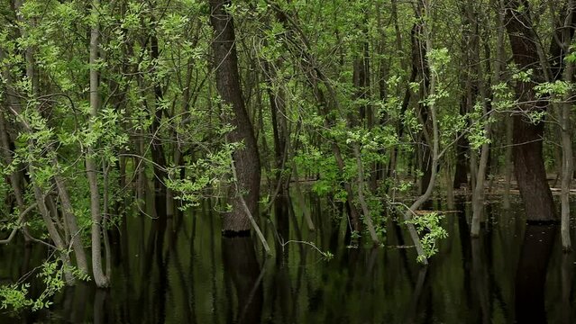 Flooded green spring forest. Video footage of many green trees growing outside in wood or park, fresh water covering ground. Abstract natural background in wood park. Springtime, May month, Ukraine.