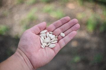 Pumpkin seeds held in the palm. Health benefits of eating pumpkin seeds - concept.