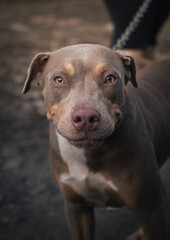 portrait of a dog