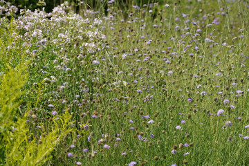 Meadow with lots of greenery and colorful flowers