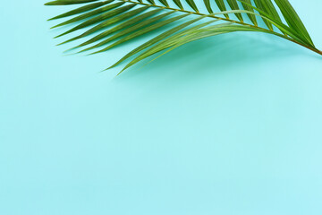 Image of tropical green palm over blue pastel background