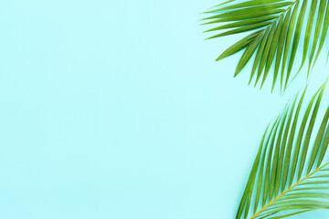 Obraz premium Image of tropical green palm over blue pastel background