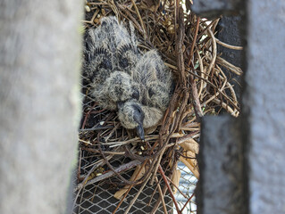 Two baby birds just born cuddling in the nest with no parent. Mourning doves
