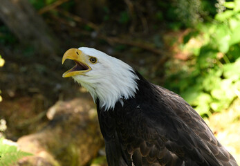 An American bald eagle in the shadows of a forest.