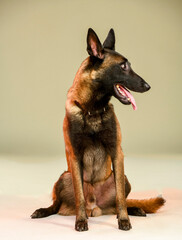 beautiful shepherd looks in surprise to the side in full growth isolated on a light background