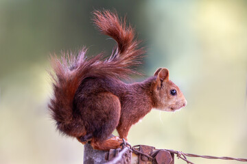 Red squirrel perched on a rusty metal fence.
