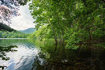 lake in the forest