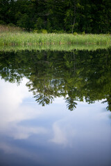 Bog Meadow