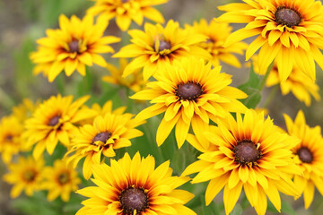 Fototapeta na wymiar Rudbeckia with yellow flowers blooms in the garden in summer. Rudbeckia bicolor. Yellow and orange black-eyed or African daisy flower with green background . Rudbeckia hirta. Beauty in nature. 