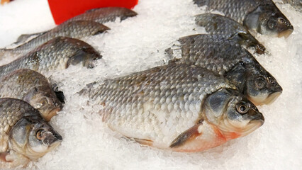 Close-up of many beautiful crucians on a refrigeration counter covered with ice