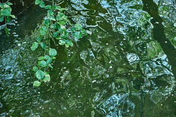 Green moss on stones on a river in the very green forrest