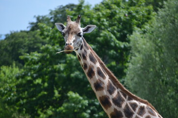 Giraffe
