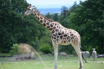 Giraffe